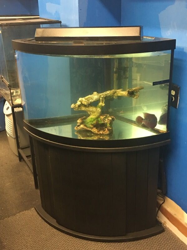 54 gallon corner bow front Aquarium fish tank complete $400