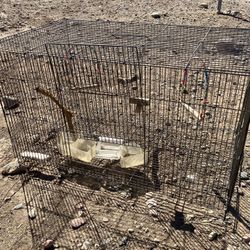 Bird Cage