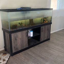 Fish Tank 