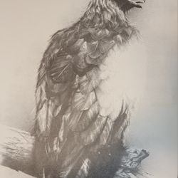 Eagle On Branch Sketch