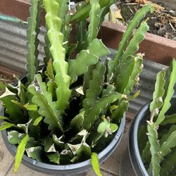 Red Dragon Fruit Cutting $10 For 3