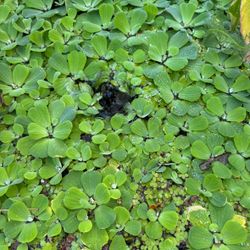 Water Lettuce Pond Plants