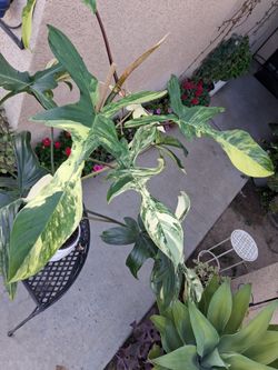 Large Philodendron Florida Beauty Plant $160