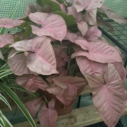 Plant