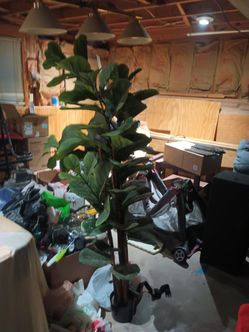Large Artificial Fiddle Leaf Fig Tree