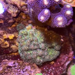 Fake Green SPS Coral
