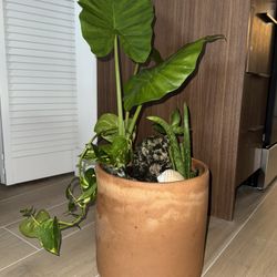 Aloe Vera, Alocasia Y Photoo Plants