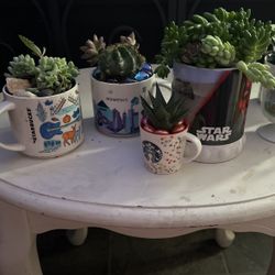 Succulents for sale $20 each