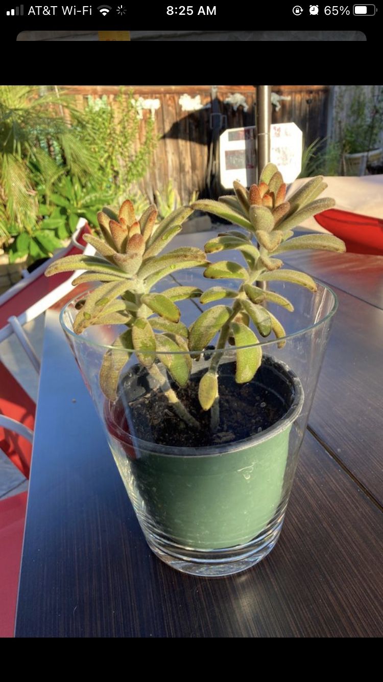 Beautiful live plant / succulent