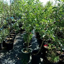 White Nectarine Fruit Tree 