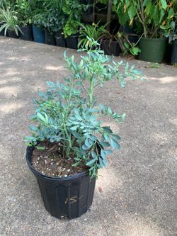 Ruda Macho Plant
