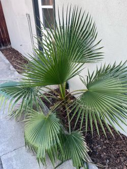 Palm Tree