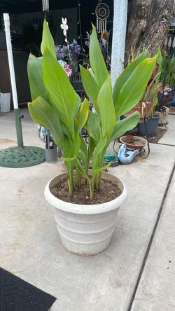 Canna Lily Plant