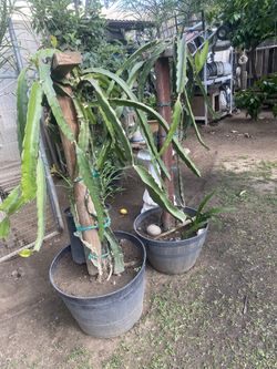 Dragon Fruit Plant On Sale