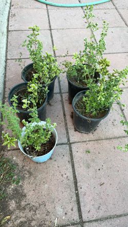 Plantas Vivas De Oregano 