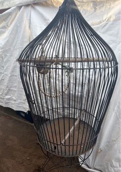 Bird Cage