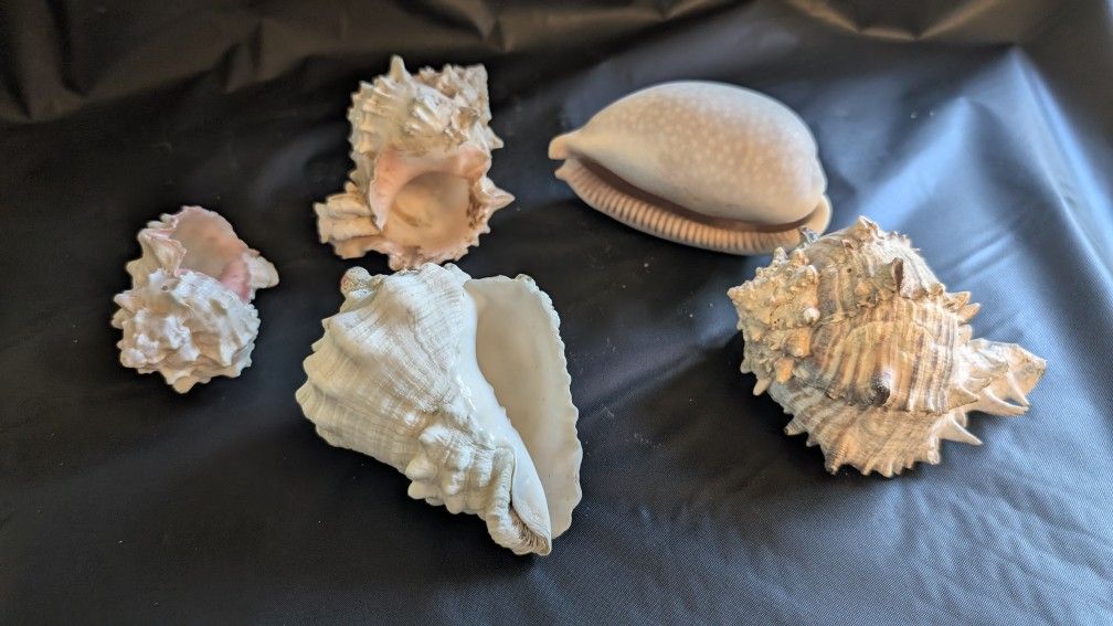 Shells
