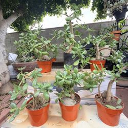 Bundle  Plants/6 Árboles De Jade 