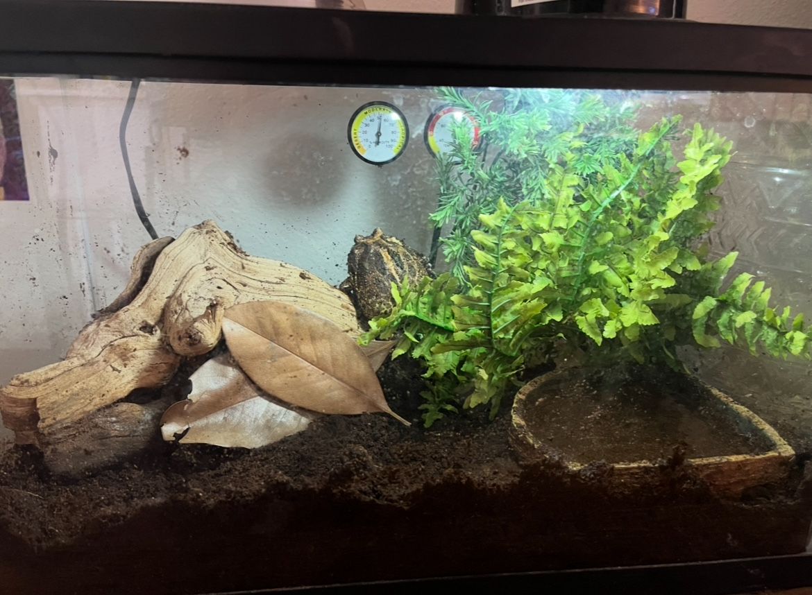Frog Tank