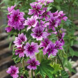 50 Non GMO Heirloom Zebra Malva Seeds. Perennial. Attracts Bees and Butterflies. Deer Resistant.