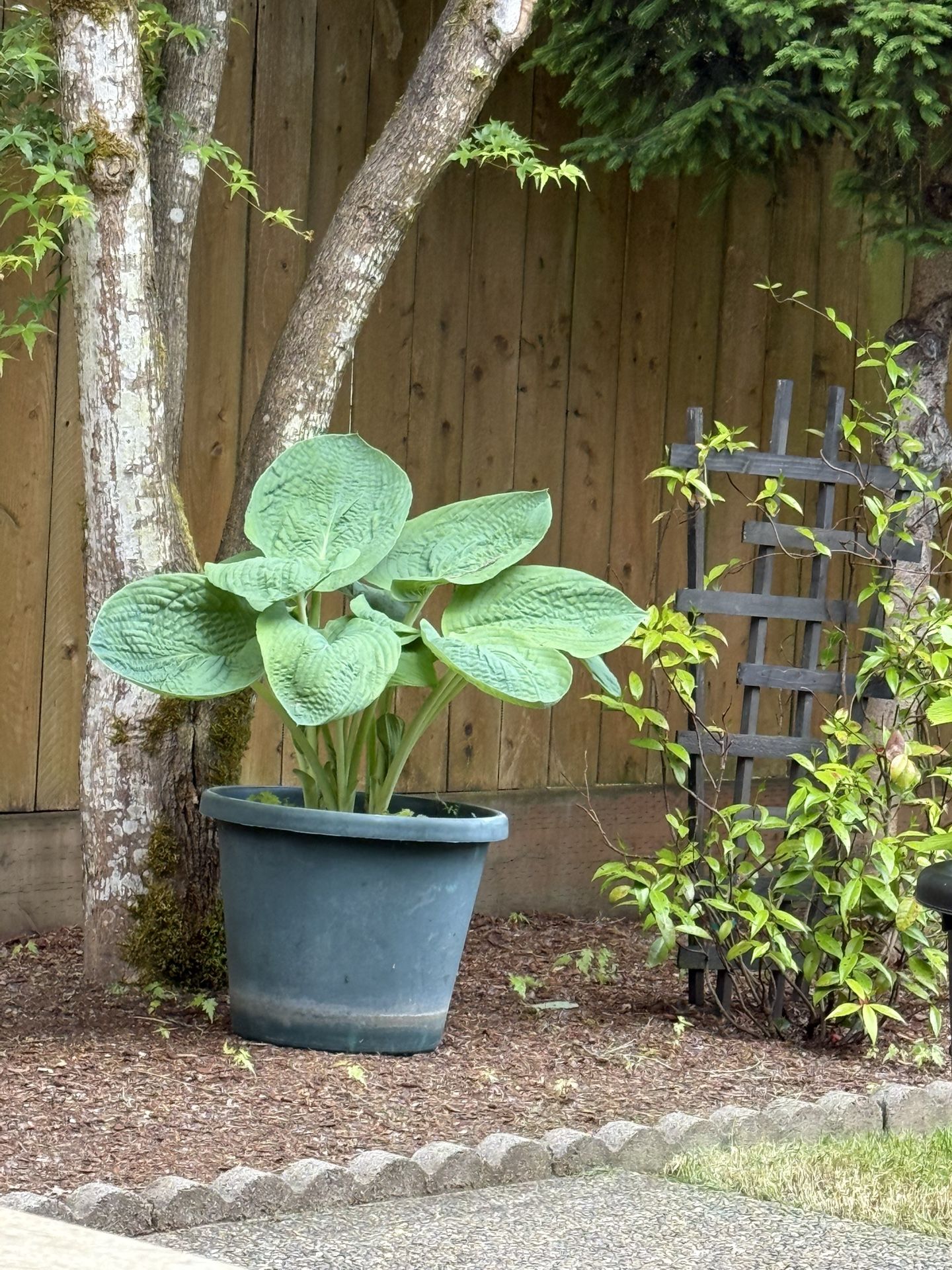 Big Daddy Hosta