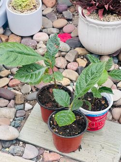 Loquat tree plant