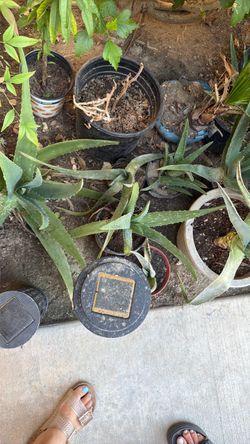 Aloe