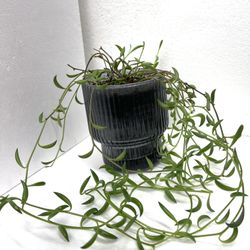 Succulent String Of Banana House Plant In 4”H Pot.