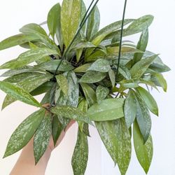 Hoya Publicalyx Splash Plant 6" Pot - Indoor House Plants 