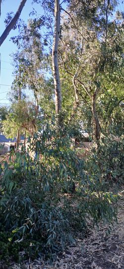 Fresh Eucalyptus Leaves