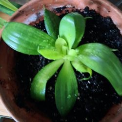 Succulent plant