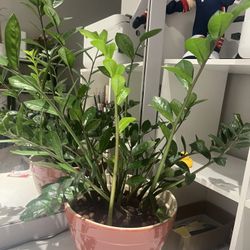Money Tree $20