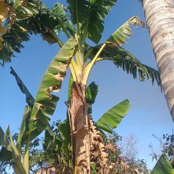 Banana Plants Pickup Now!