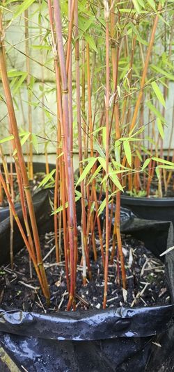 Fargesia Red Dragon Clumping Bamboo for Sale in Portland, OR - OfferUp