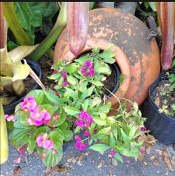 Lsrge terra cotta planter