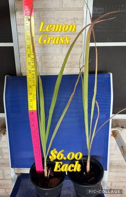 Lemon Grass for sale
