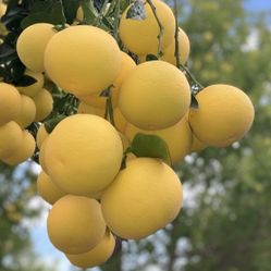 Grapefruit / Toronja