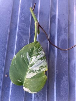 Monstera Albo variegated
