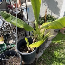 Banana plant