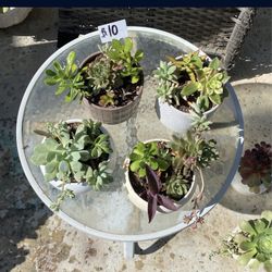 $10 Succulents 