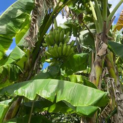 Banana trees