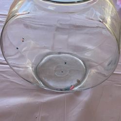 Fish Bowl