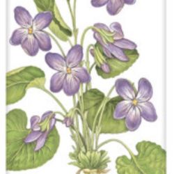 Flour Sack Kitchen Dish Towel Violets Mary Lake - Thompson New