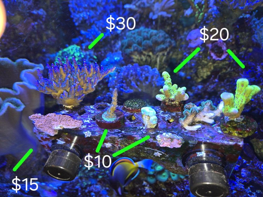 Fish Tank