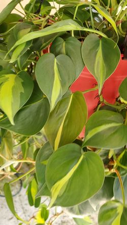 Philodendron Brasil