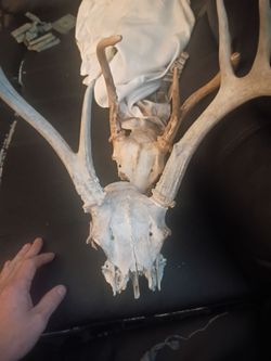 4 &6 point mounts