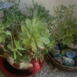 Plants