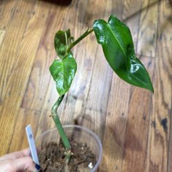 Philodendron Paraiso Verde Plant