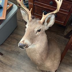 Deer Mount