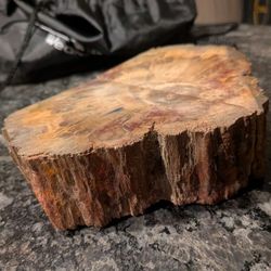 Petrified wood

